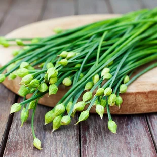 Pažítka cesnaková-čínska, v črepníku Allium tuberosum