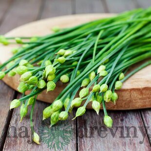 Pažítka cesnaková-čínska, v črepníku Allium tuberosum