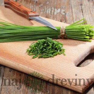 Pažítka, v črepníku Allium schoenoprasum