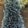 Pelts Blue