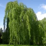 Pendula