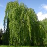 Pendula