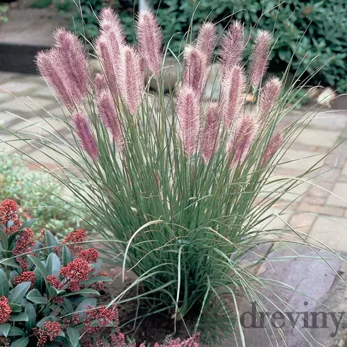 Perovec Black Beauty - čierny, v črepníku P9 Pennisetum alopecuroides Black beauty