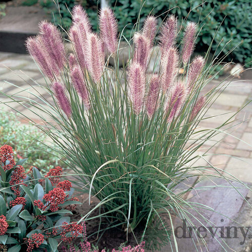 Perovec Black Beauty - čierny, v črepníku P9 Pennisetum alopecuroides Black beauty