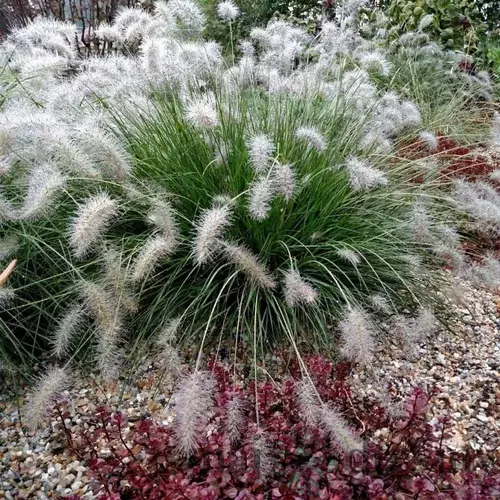 Perovec ‘Hameln‘ v črepníku 2l výška 40/60 cm Pennisetum alopecuroides ‘Hameln‘