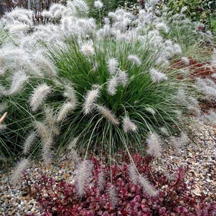 Perovec ‘Hameln‘ v črepníku 2l výška 40/60 cm Pennisetum alopecuroides ‘Hameln‘