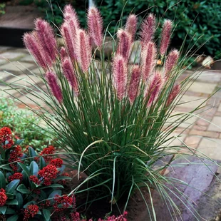 Perovec Redhead - červený, v črepníku P9 Pennisetum alopecuroides Red Head
