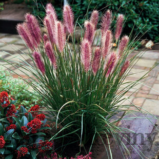 Perovec Redhead - červený, v črepníku P9 Pennisetum alopecuroides Red Head