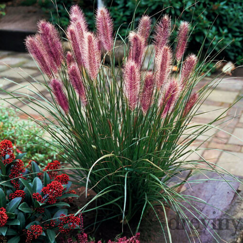 Perovec Redhead - červený, v črepníku P9 Pennisetum alopecuroides Red Head