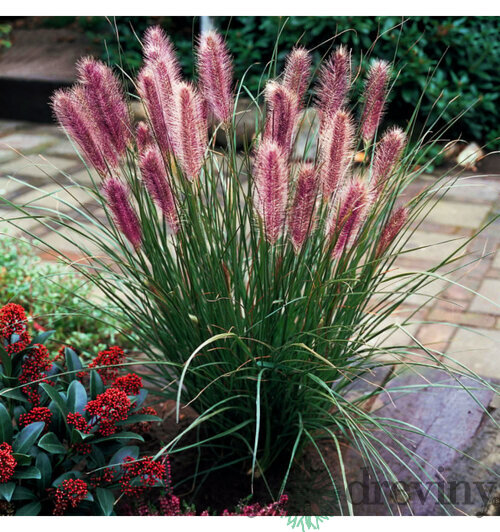 Perovec Redhead - červený, v črepníku P9 Pennisetum alopecuroides Red Head