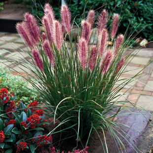 Perovec Redhead - červený, v črepníku P9 Pennisetum alopecuroides Red Head