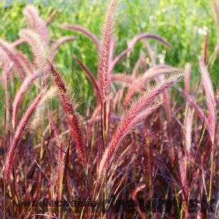 Perovec Redhead - červený, výška 30/40   cm, v črepníku 2l Pennisetum alopecuroides Rubrum