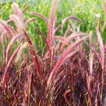 Perovec Redhead - červený, výška 30/40   cm, v črepníku 2l Pennisetum alopecuroides Rubrum