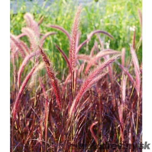 Perovec Redhead - červený, výška 30/40   cm, v črepníku 2l Pennisetum alopecuroides Rubrum