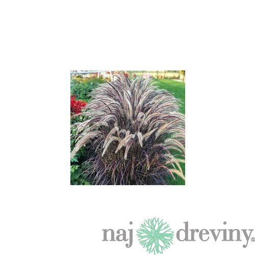 Perovec siaty ‘Rubrum‘ 20/40 cm v črepníke 2l Pennisetum advena ‘Rubrum‘