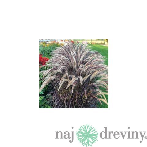 Perovec siaty ‘Rubrum‘ 20/40 cm v črepníke 2l Pennisetum advena ‘Rubrum‘