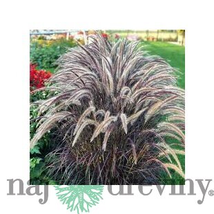 Perovec siaty ‘Rubrum‘ 20/40 cm v črepníke 2l Pennisetum advena ‘Rubrum‘