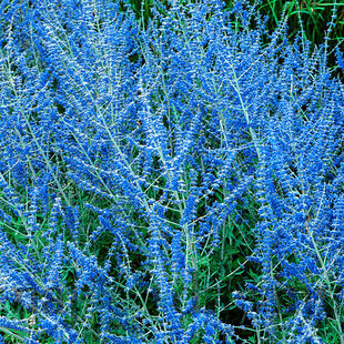 Perovskia lebedolistá Blue Spire, výška 25/+ cm, v črepníku 2l Perovskia atriplicifolia Blue Spire