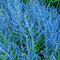 Perovskia lebedolistá Blue Spire, výška 25/+ cm, v črepníku 2l Perovskia atriplicifolia Blue Spire