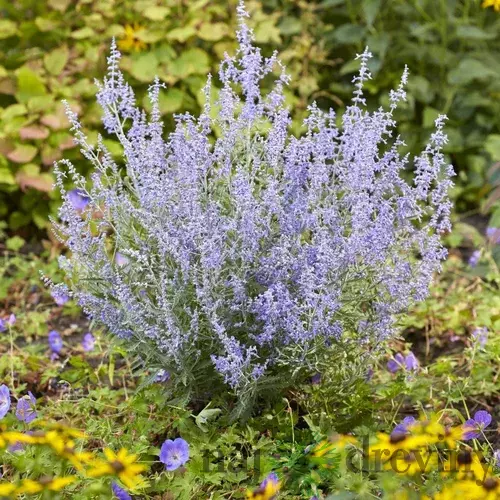 Perovskia lebedolistá LACEY BLUE ´Lisslitt´PBR, výška 20/+ cm, v črepníku 2l Perovskia atriplicifolia LACEY BLUE ‘Lisslitt‘ PBR
