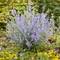 Perovskia lebedolistá LACEY BLUE ´Lisslitt´PBR, výška 20/+ cm, v črepníku 2l Perovskia atriplicifolia LACEY BLUE ‘Lisslitt‘ PBR