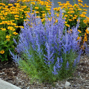Perovskia lebedolistá Little Spire, výška 25/+ cm, v črepníku 2l Perovskia atriplicifolia Little Spire