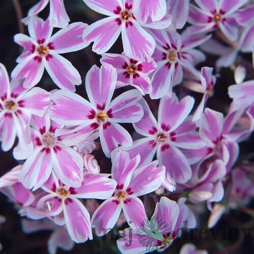 Phlox šidolistý ‘Kimono Pink-White‘ 15/25 cm v črepníku 2l Phlox subulata ‘Kimono Pink-White‘