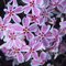 Phlox šidolistý ‘Kimono Pink-White‘ 15/25 cm v črepníku 2l Phlox subulata ‘Kimono Pink-White‘
