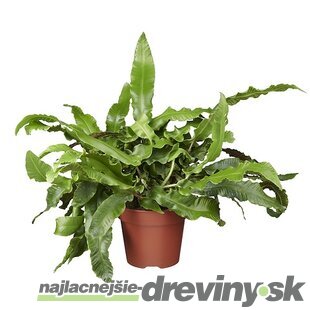 Phyllitis Scolopendrium - Jelení jazyk 25/35 cm, v črepníku Phyllitis Scolopendrium