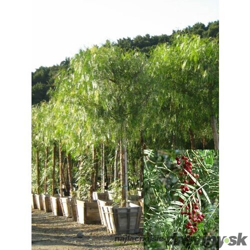 Pieprovník peruánsky (ružové korenie) 250/300 cm, obvod 10/12 cm, v črepníku Schinus molle