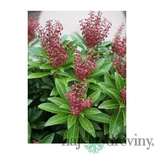Pieris japonský Cupido, výška 20/+ cm, v črepníku Pieris japonica ‘Cupido‘