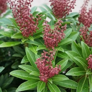 Pieris japonský Cupido, výška 20/+ cm, v črepníku Pieris japonica ‘Cupido‘