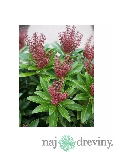 Pieris japonský Cupido, výška 20/+ cm, v črepníku Pieris japonica ‘Cupido‘