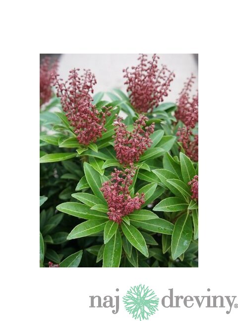 Pieris japonský Cupido, výška 20/+ cm, v črepníku Pieris japonica ‘Cupido‘