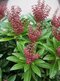 Pieris japonský Cupido, výška 20/+ cm, v črepníku Pieris japonica ‘Cupido‘