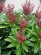 Pieris japonský Cupido, výška 20/+ cm, v črepníku Pieris japonica ‘Cupido‘