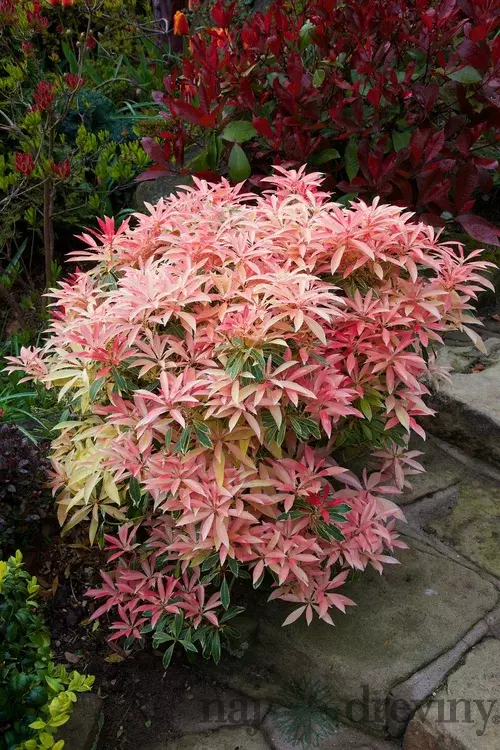 Pieris japonský Flaming Silver v črepníku 20/30cm Pieris japonica Flaming Silver