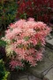 Pieris japonský Flaming Silver v črepníku 20/30cm Pieris japonica Flaming Silver