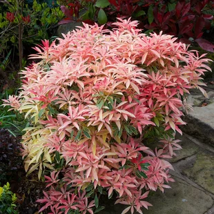 Pieris japonský Flaming Silver v črepníku 20/30cm Pieris japonica Flaming Silver