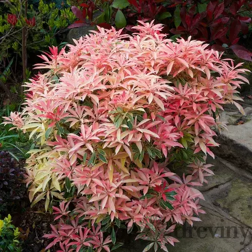Pieris japonský Flaming Silver v črepníku 20/30cm Pieris japonica Flaming Silver