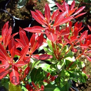 Pieris japonský Forest Flame v črepníku 20/40cm Pieris japonica Forest Flame
