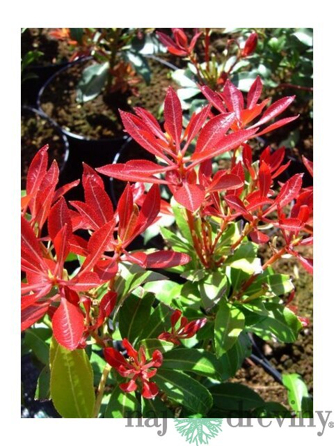 Pieris japonský Forest Flame v črepníku 20/40cm Pieris japonica Forest Flame