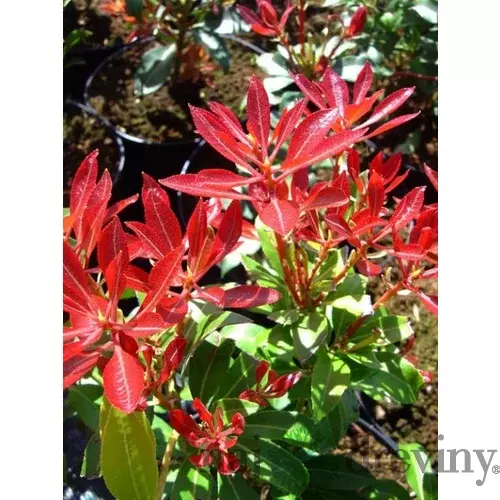 Pieris japonský Forest Flame v črepníku 20/40cm Pieris japonica Forest Flame