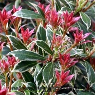 Pieris japonský Little Heath 20/30 cm, v črepníku 3l Pieris japonica Little Heath