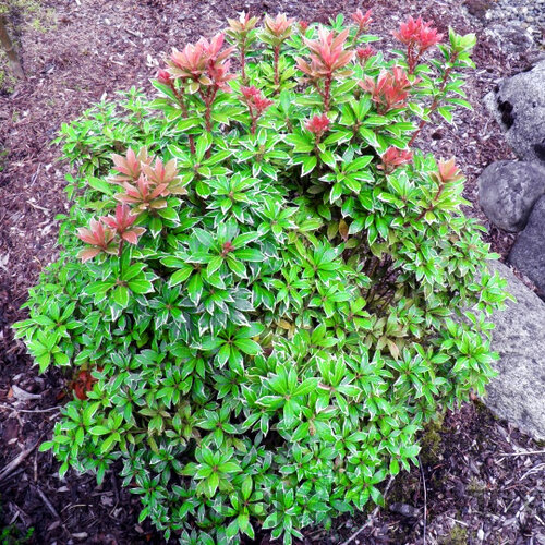 Pieris japonský Little Heath Green 20/30 cm, v črepníku 3 l Pieris japonica Little Heath Green