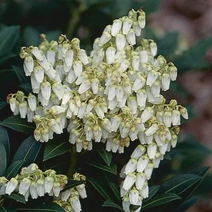 Pieris japonský Prelude 20/30 cm, v črepníku 3 l Pieris japonica Prelude