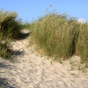 Pieskomilka obyčajná, výška 10/15 cm, v črepníku P9 Ammophila arenaria