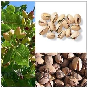 Pistácia 100/140 cm, v črepníku 10l Pistacia lentiscus