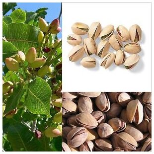 Pistácia 50/60 cm, v črepníku 10l Pistacia