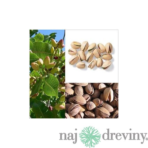 Pistácia 50/60 cm, v črepníku 10l Pistacia